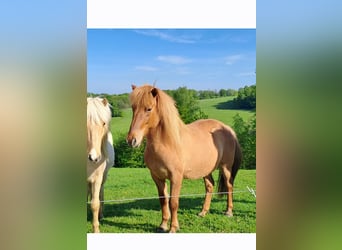 Caballos islandeses, Yegua, 14 años, 140 cm, Alazán