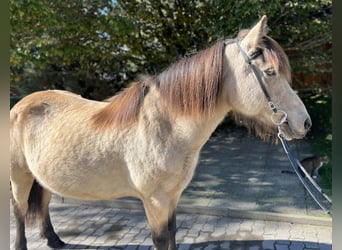 Caballos islandeses, Yegua, 14 años, 142 cm, Buckskin/Bayo