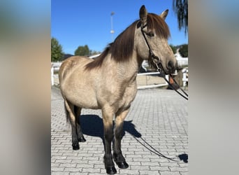 Caballos islandeses, Yegua, 14 años, 142 cm, Buckskin/Bayo