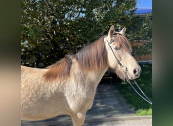 Caballos islandeses, Yegua, 14 años, 142 cm, Buckskin/Bayo