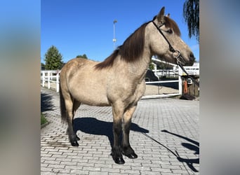 Caballos islandeses, Yegua, 14 años, 142 cm, Buckskin/Bayo