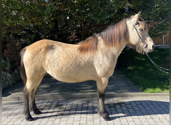 Caballos islandeses, Yegua, 14 años, 142 cm, Buckskin/Bayo