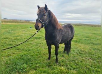 Caballos islandeses, Yegua, 14 años, 142 cm, Castaño