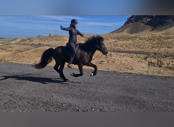 Caballos islandeses, Yegua, 14 años, 142 cm, Castaño