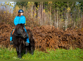 Caballos islandeses, Yegua, 14 años, 143 cm, Negro