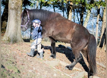 Caballos islandeses, Yegua, 14 años, 143 cm, Negro