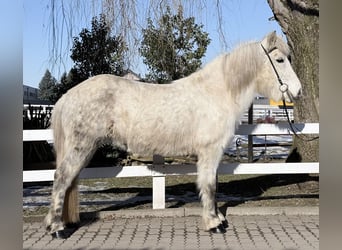 Caballos islandeses, Yegua, 14 años, 143 cm, Tordo