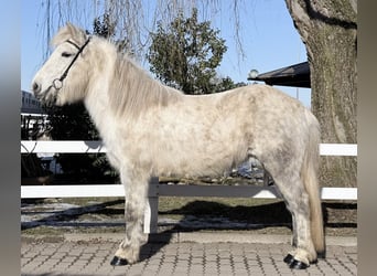 Caballos islandeses, Yegua, 14 años, 143 cm, Tordo
