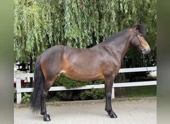 Caballos islandeses, Yegua, 14 años, 146 cm, Castaño