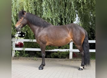 Caballos islandeses, Yegua, 14 años, 146 cm, Castaño