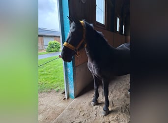 Caballos islandeses, Yegua, 14 años, 150 cm, Negro