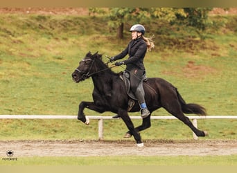 Caballos islandeses, Yegua, 14 años, Negro