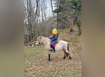 Caballos islandeses, Yegua, 15 años, 134 cm, Bayo