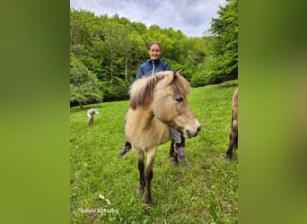 Caballos islandeses, Yegua, 15 años, 135 cm, Bayo
