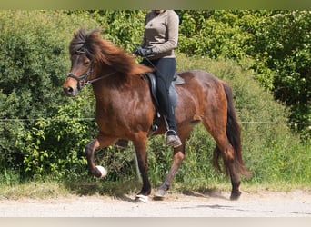 Caballos islandeses, Yegua, 15 años, 137 cm, Castaño