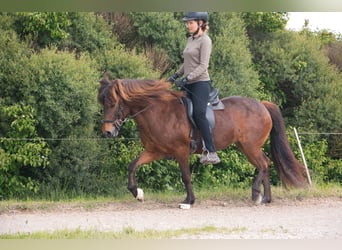 Caballos islandeses, Yegua, 15 años, 137 cm, Castaño