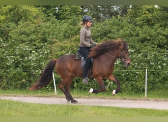 Caballos islandeses, Yegua, 15 años, 137 cm, Castaño