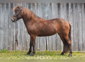 Caballos islandeses, Yegua, 15 años, 137 cm, Castaño