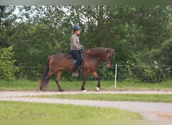 Caballos islandeses, Yegua, 15 años, 137 cm, Castaño