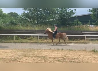 Caballos islandeses, Yegua, 15 años, 138 cm, Alazán