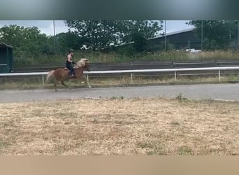 Caballos islandeses, Yegua, 15 años, 138 cm, Alazán