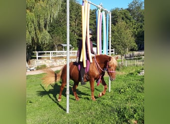 Caballos islandeses Mestizo, Yegua, 15 años, 138 cm