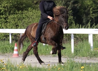 Caballos islandeses, Yegua, 15 años, 138 cm, Negro