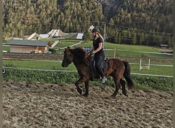 Caballos islandeses, Yegua, 15 años, 138 cm, Negro