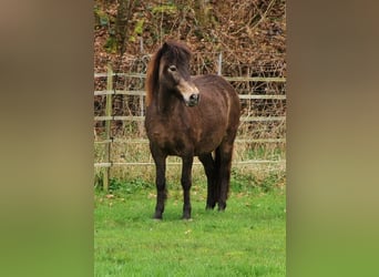 Caballos islandeses, Yegua, 15 años, 142 cm, Buckskin/Bayo