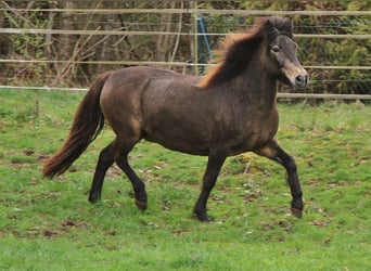 Caballos islandeses, Yegua, 15 años, 142 cm, Buckskin/Bayo