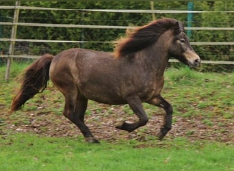 Caballos islandeses, Yegua, 15 años, 142 cm, Buckskin/Bayo