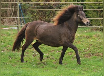 Caballos islandeses, Yegua, 15 años, 142 cm, Buckskin/Bayo