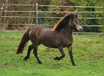 Caballos islandeses, Yegua, 15 años, 142 cm, Buckskin/Bayo