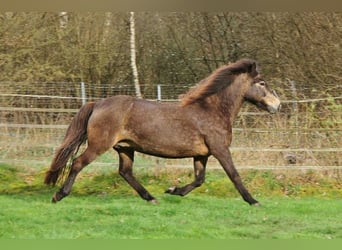 Caballos islandeses, Yegua, 15 años, 142 cm, Buckskin/Bayo