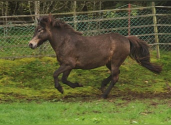 Caballos islandeses, Yegua, 15 años, 142 cm, Buckskin/Bayo