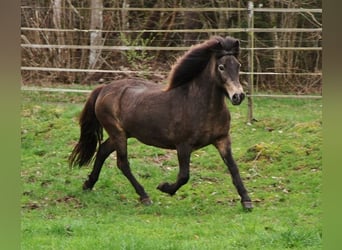 Caballos islandeses, Yegua, 15 años, 142 cm, Buckskin/Bayo