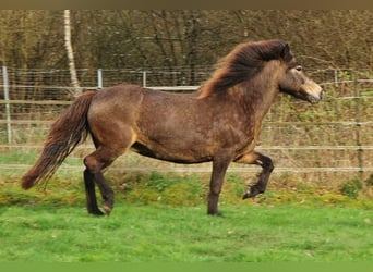 Caballos islandeses, Yegua, 15 años, 142 cm, Buckskin/Bayo