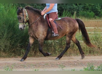 Caballos islandeses, Yegua, 15 años, 142 cm, Buckskin/Bayo