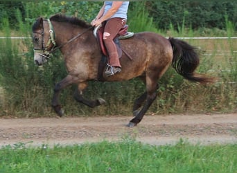 Caballos islandeses, Yegua, 15 años, 142 cm, Buckskin/Bayo