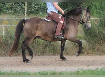 Caballos islandeses, Yegua, 15 años, 142 cm, Buckskin/Bayo