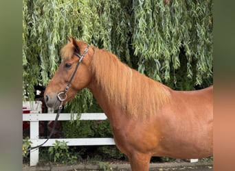 Caballos islandeses, Yegua, 15 años, 143 cm, Alazán