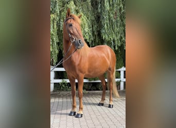 Caballos islandeses, Yegua, 15 años, 143 cm, Alazán