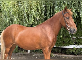 Caballos islandeses, Yegua, 15 años, 143 cm, Alazán