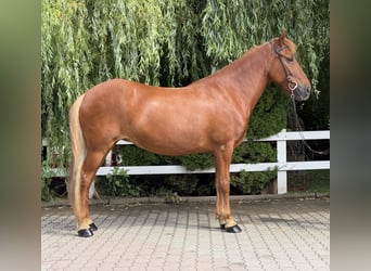 Caballos islandeses, Yegua, 15 años, 143 cm, Alazán