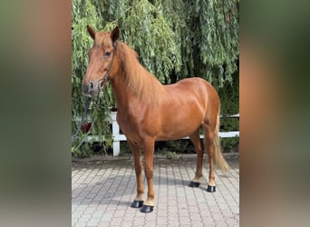 Caballos islandeses, Yegua, 15 años, 143 cm, Alazán