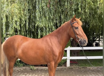 Caballos islandeses, Yegua, 15 años, 143 cm, Alazán