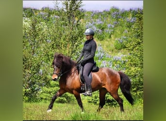 Caballos islandeses, Yegua, 15 años, Castaño rojizo