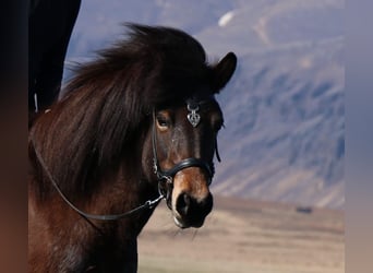 Caballos islandeses, Yegua, 15 años, Castaño rojizo