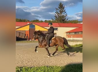 Caballos islandeses, Yegua, 15 años, Castaño rojizo