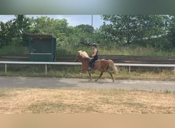 Caballos islandeses, Yegua, 16 años, 138 cm, Alazán